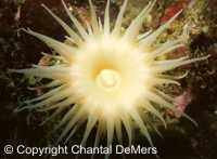 Photo de plongée aux Escoumins - anémone noduleuse