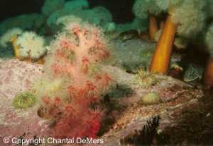 Photo de plongée aux Escoumins - corail mou