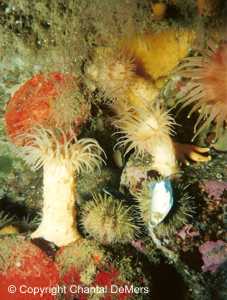 Photo de plongée aux Escoumins - anémones noduleuses