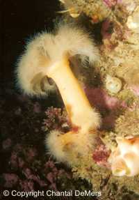 Photo de plongée en Gaspésie - anémone plumeuse