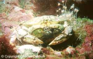 Photo de plongée en Gaspésie - crabes amoureux