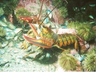 Photo de plongée en Gaspésie - homard