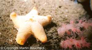 Photo de plongée du Saguenay - étoile coussin et corail