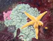 Peinture de plongée - La jolie astérie