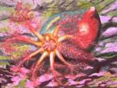 Toile sous marine - Hibiscus des mers