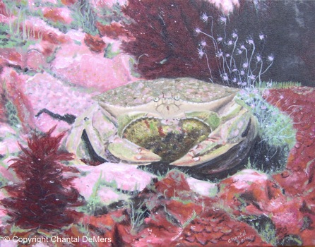 Tableau sous-marin - Les crabes amoureux