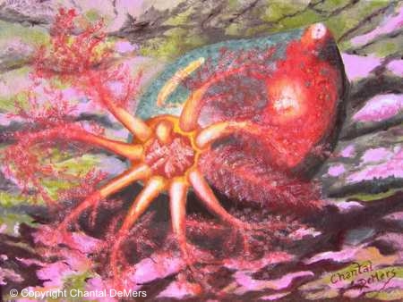 Toile sous-marine - Hibiscus des mers